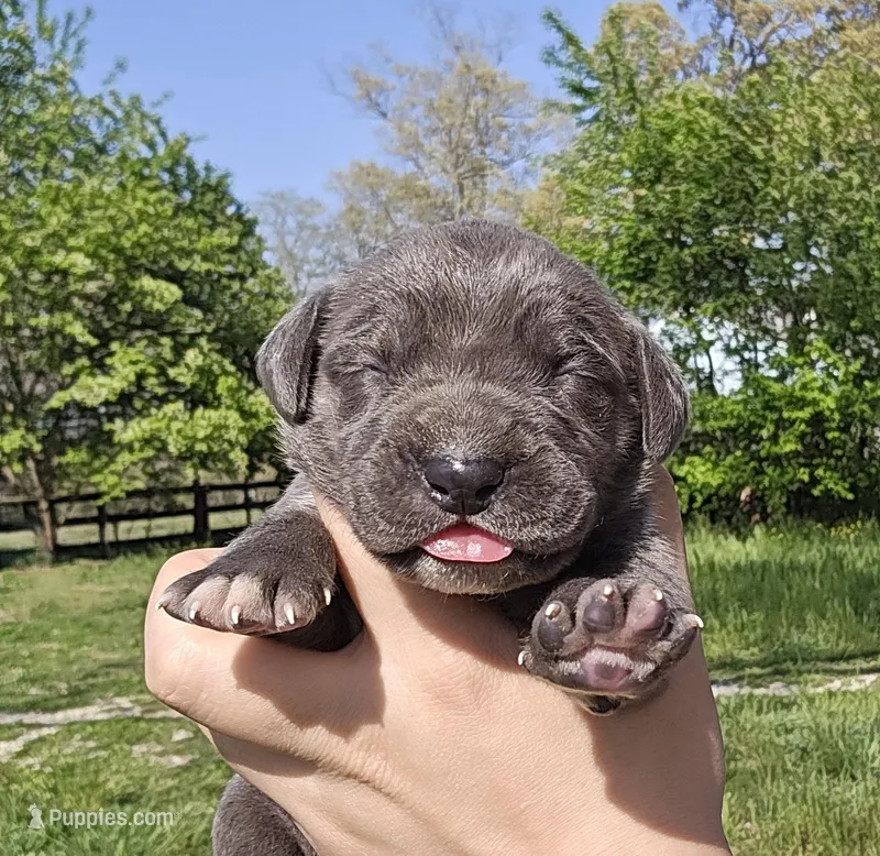 Blue 2 – Great Dane puppy for sale in Buena, NJ