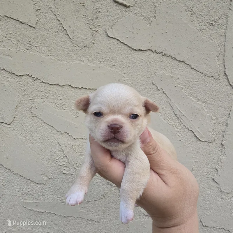 Tanner – Chihuahua puppy for sale in Buena, NJ