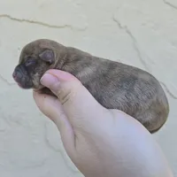 Brindle boy, a male Chihuahua for sale in Buena, NJ – 3 of 4