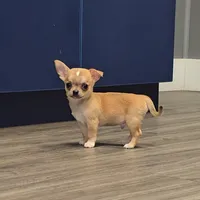 Sable m, a male Chihuahua for sale in Buena, NJ – 3 of 10