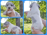Macgyver, a male Great Dane for sale in Buena, NJ – 8 of 10
