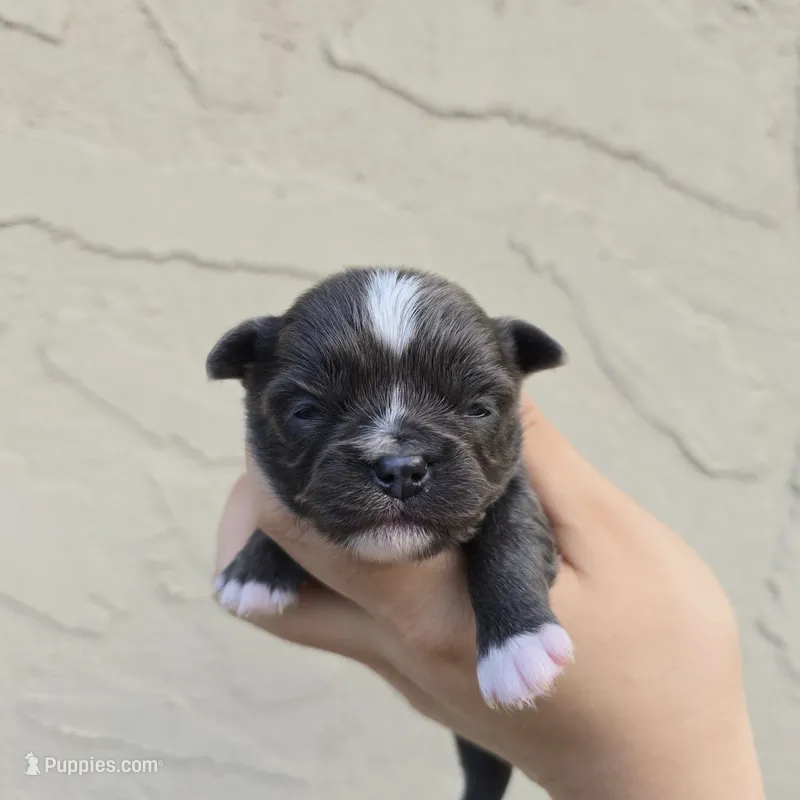 Bluey – Chihuahua puppy for sale in Buena, NJ
