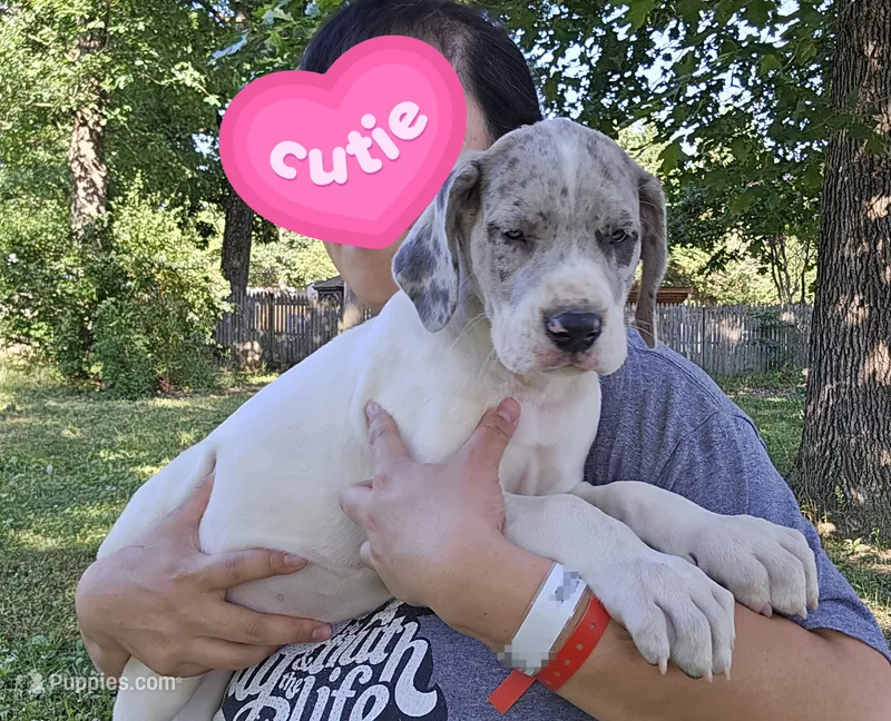 Macgyver – Great Dane puppy for sale in Buena, NJ
