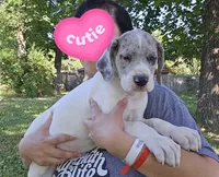 Macgyver, a male Great Dane for sale in Buena, NJ – 1 of 10