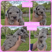 Scully, a female Great Dane for sale in Buena, NJ – 8 of 10