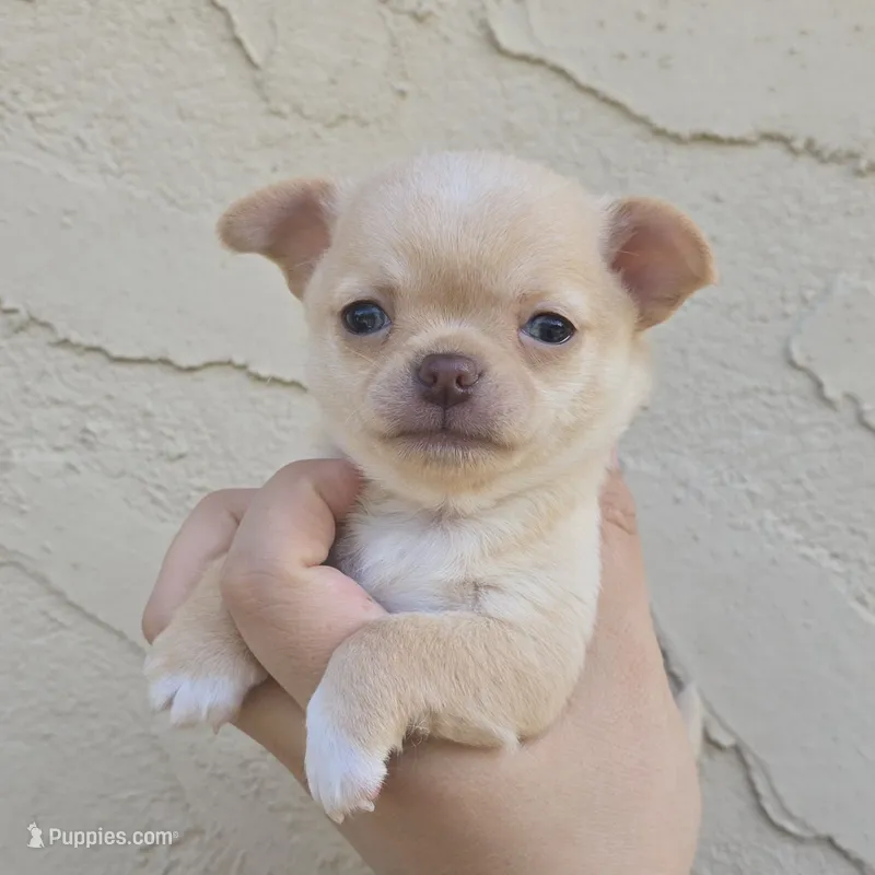 Tanner – Chihuahua puppy for sale in Buena, NJ