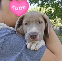 Knight, a male Great Dane for sale in Buena, NJ – 1 of 9