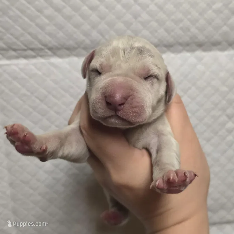 Lilac merle – Great Dane puppy for sale in Buena, NJ