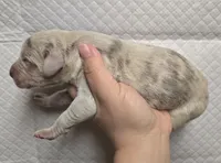 Lilac merle, a male Great Dane for sale in Buena, NJ – Photo 3 of 3