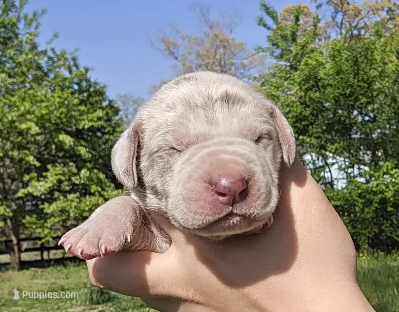 Lilac merle – Great Dane puppy for sale in Buena, NJ