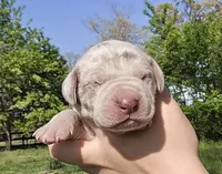 Lilac merle, a male Great Dane for sale in Buena, NJ – Photo 1 of 4