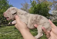 Lilac merle, a male Great Dane for sale in Buena, NJ – Photo 2 of 4