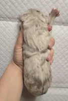 Lilac merle, a male Great Dane for sale in Buena, NJ – Photo 2 of 3