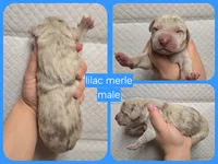 Lilac merle, a male Great Dane for sale in Buena, NJ – Photo 4 of 4