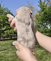Lilac merle, a male Great Dane for sale in Buena, NJ – Photo 3 of 4