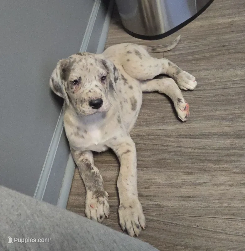 Scully – Great Dane puppy for sale in Buena, NJ