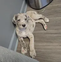 Scully, a female Great Dane for sale in Buena, NJ – 6 of 10