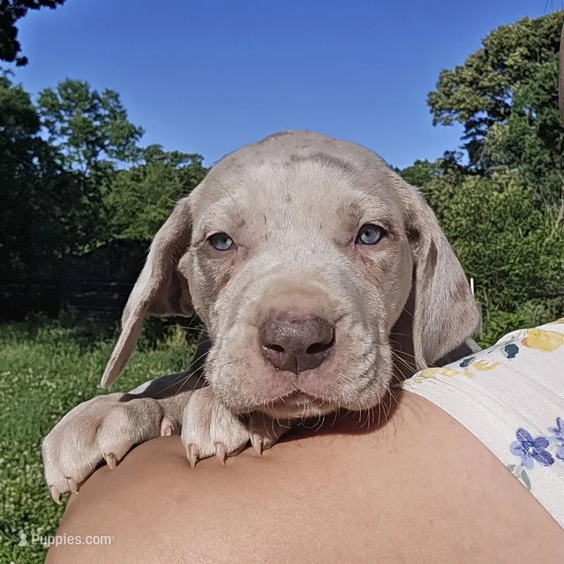 Bosco – Great Dane puppy for sale in Buena, NJ