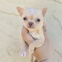 fawn, a female Chihuahua for sale in Buena, NJ – 1 of 10