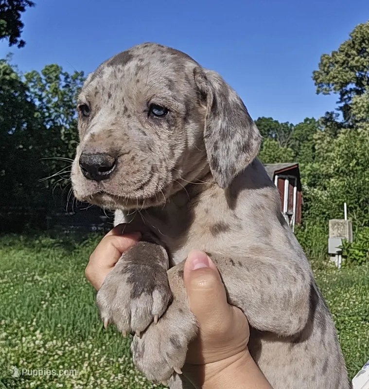 Scully – Great Dane puppy for sale in Buena, NJ
