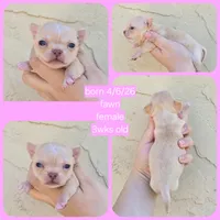 fawn, a female Chihuahua for sale in Buena, NJ – 6 of 10