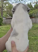 Macgyver, a male Great Dane for sale in Buena, NJ – 4 of 6