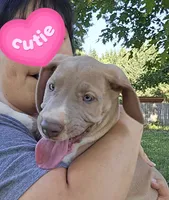 Knight, a male Great Dane for sale in Buena, NJ – 4 of 9