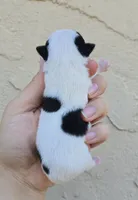 Blk spot, a male Chihuahua for sale in Buena, NJ – 3 of 4