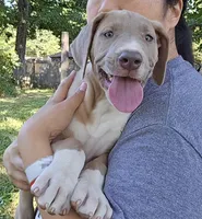 Knight, a male Great Dane for sale in Buena, NJ – 2 of 9