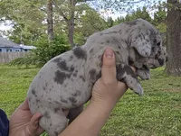 Lady Jaye, a female Great Dane for sale in Buena, NJ – 3 of 6