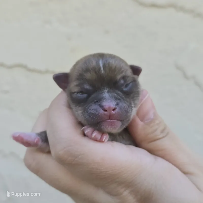 Brindle boy – Chihuahua puppy for sale in Buena, NJ