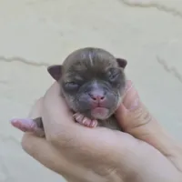 Brindle boy, a male Chihuahua for sale in Buena, NJ – 1 of 4