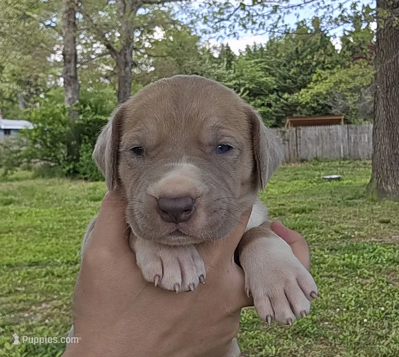 Knight – Great Dane puppy for sale in Buena, NJ