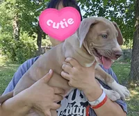 Knight, a male Great Dane for sale in Buena, NJ – 3 of 9