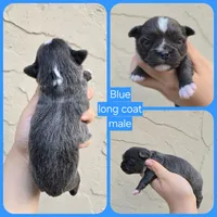 Bluey, a male Chihuahua for sale in Buena, NJ – 3 of 6