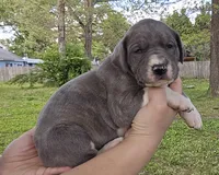 Buffy, a female Great Dane for sale in Buena, NJ – 2 of 5