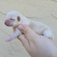 Fawn 3, a male Chihuahua for sale in Buena, NJ – 2 of 4