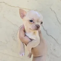 fawn, a female Chihuahua for sale in Buena, NJ – 2 of 10