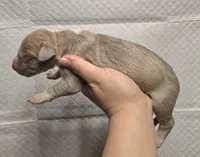 Lilac, a male Great Dane for sale in Buena, NJ – Photo 2 of 3