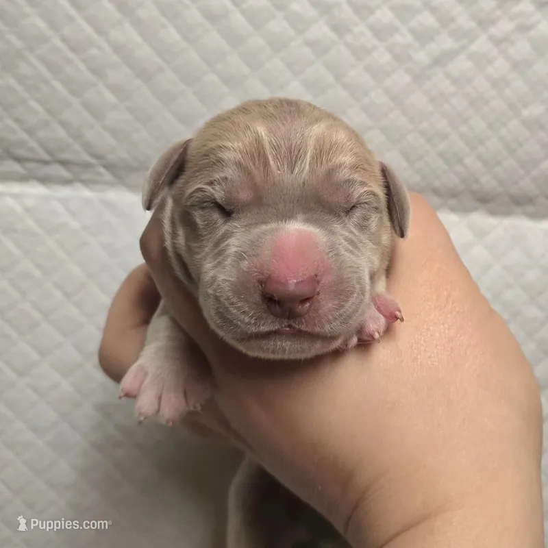 Lilac – Great Dane puppy for sale in Buena, NJ