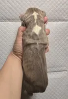 Lilac, a male Great Dane for sale in Buena, NJ – Photo 3 of 3