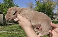 Lilac, a male Great Dane for sale in Buena, NJ – Photo 2 of 4