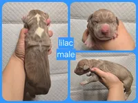 Lilac, a male Great Dane for sale in Buena, NJ – Photo 4 of 4