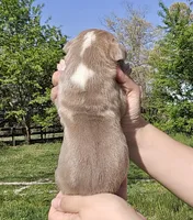 Lilac, a male Great Dane for sale in Buena, NJ – Photo 3 of 4