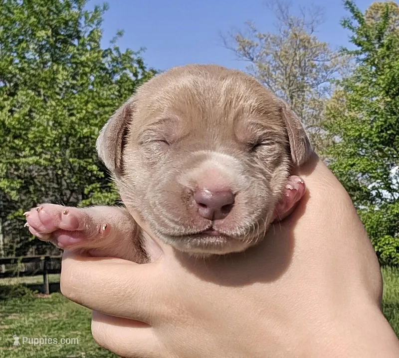 Lilac – Great Dane puppy for sale in Buena, NJ
