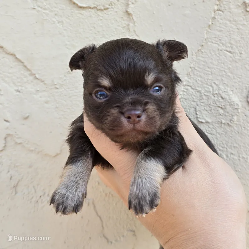 Reeses – Chihuahua puppy for sale in Buena, NJ