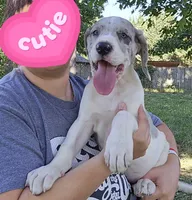Macgyver, a male Great Dane for sale in Buena, NJ – 3 of 10