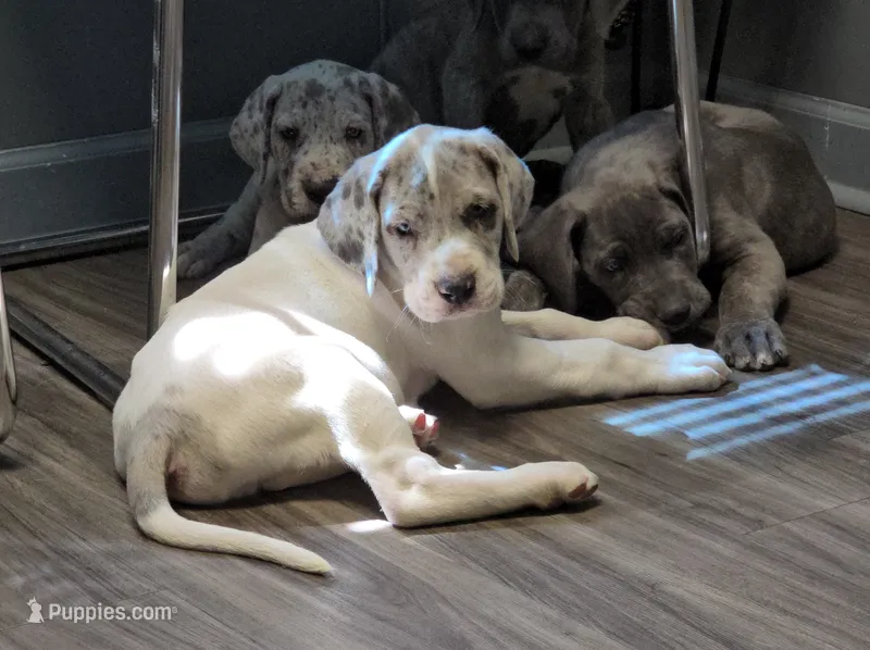 Macgyver – Great Dane puppy for sale in Buena, NJ