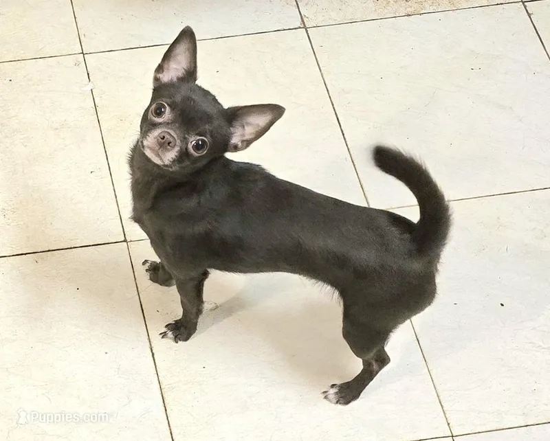 Expecting mid2end march – Chihuahua puppy for sale in Buena, NJ