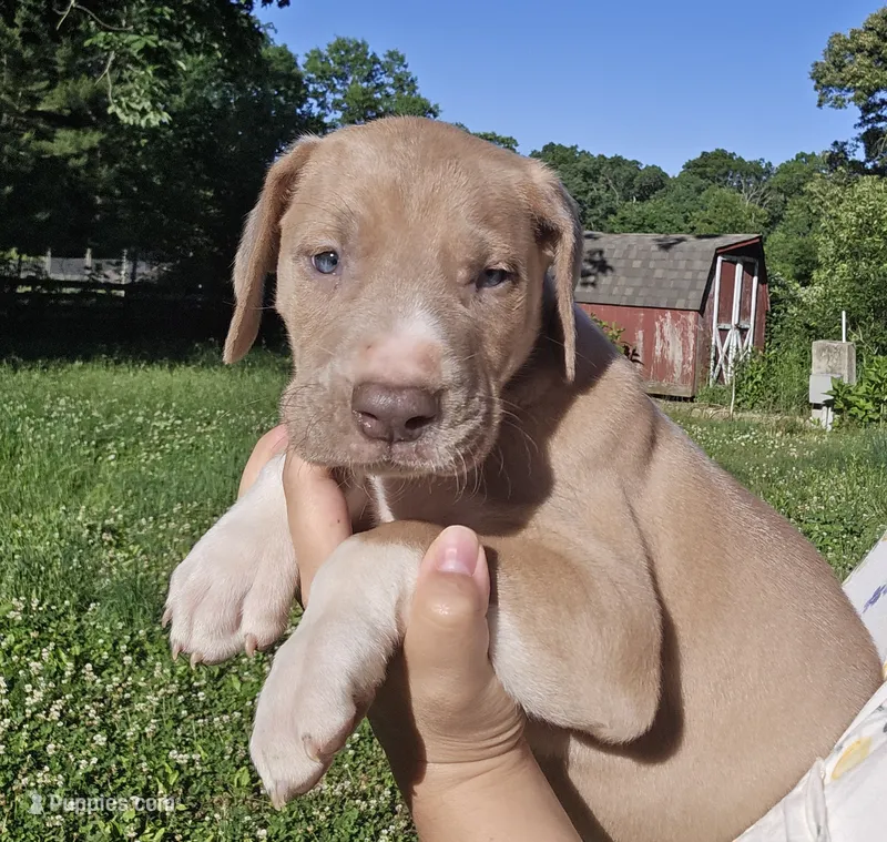 Knight – Great Dane puppy for sale in Buena, NJ
